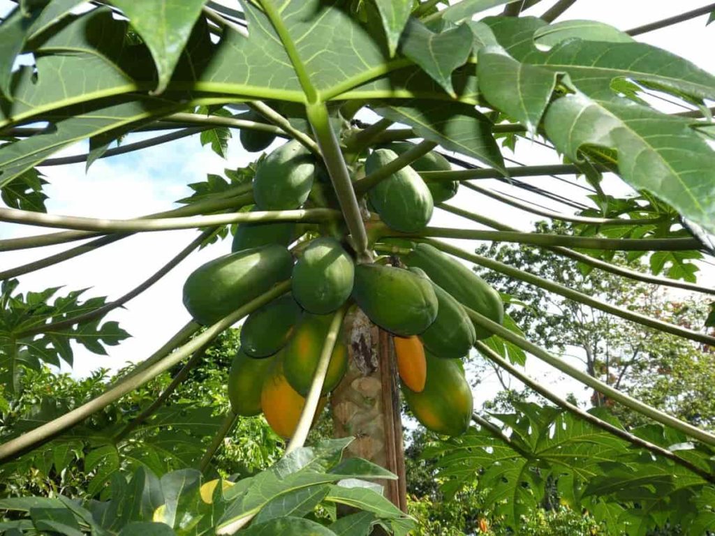 How to Grow Papaya in Containers: Start from Seeds at Home