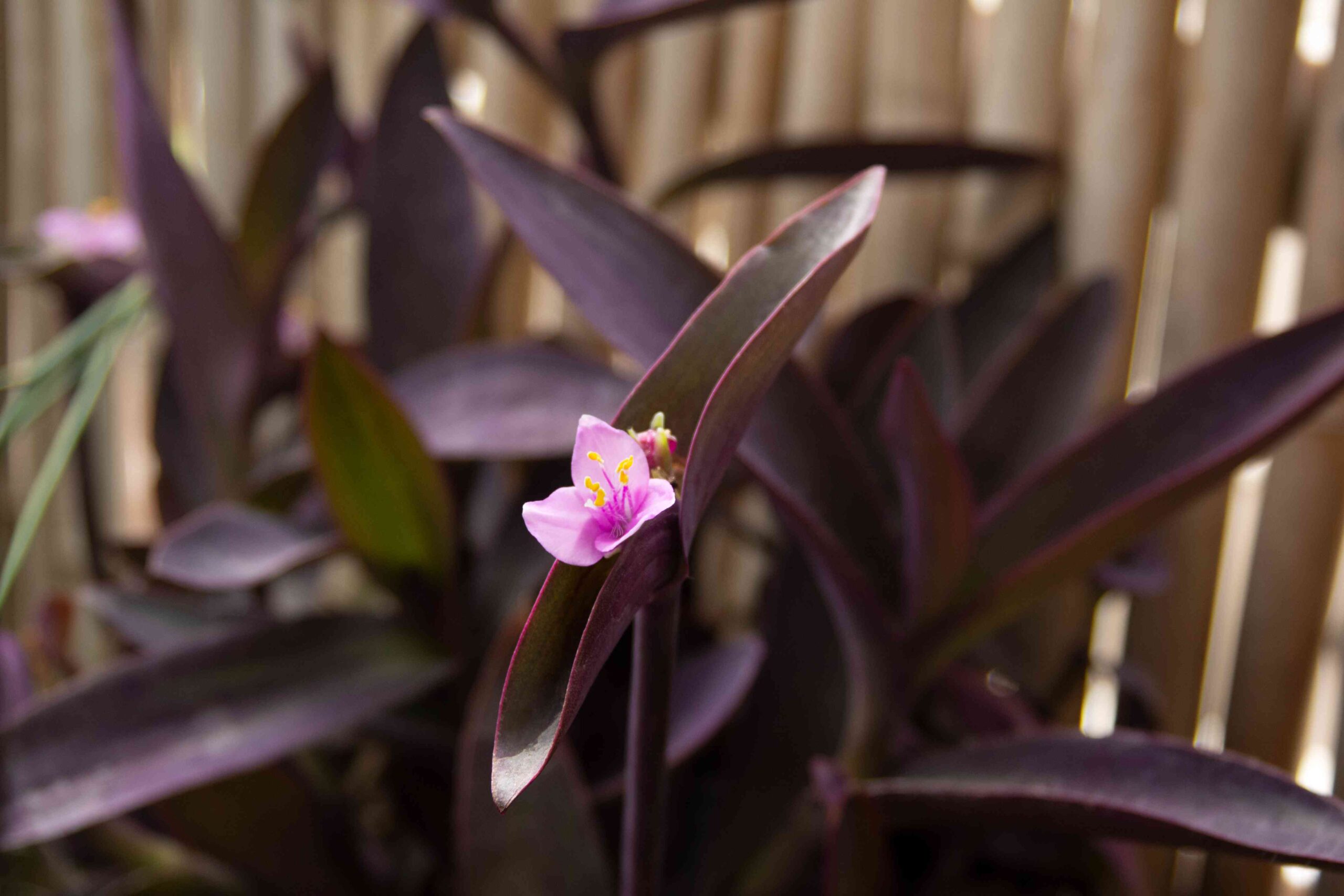 How to Nurture a Vibrant Purple Heart: Tips and Care