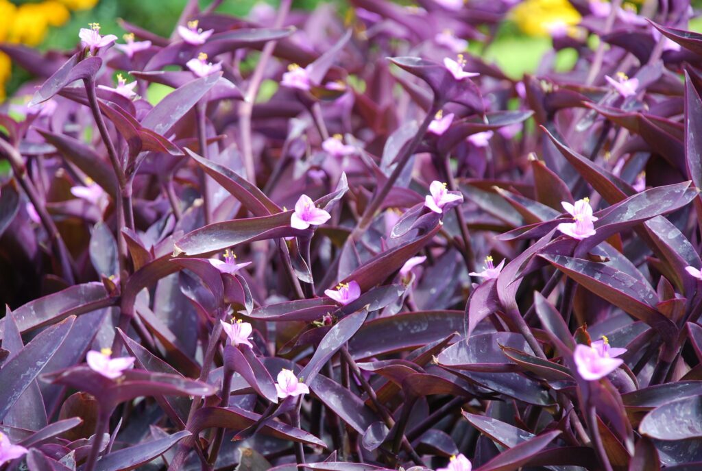 How to Nurture a Vibrant Purple Heart: Tips and Care